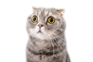 Katzenurin entfernen Katze mit großen Augen